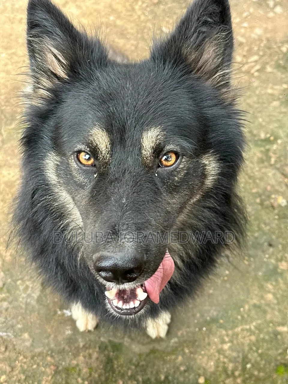 6-12 months Male Purebred German Shepherd