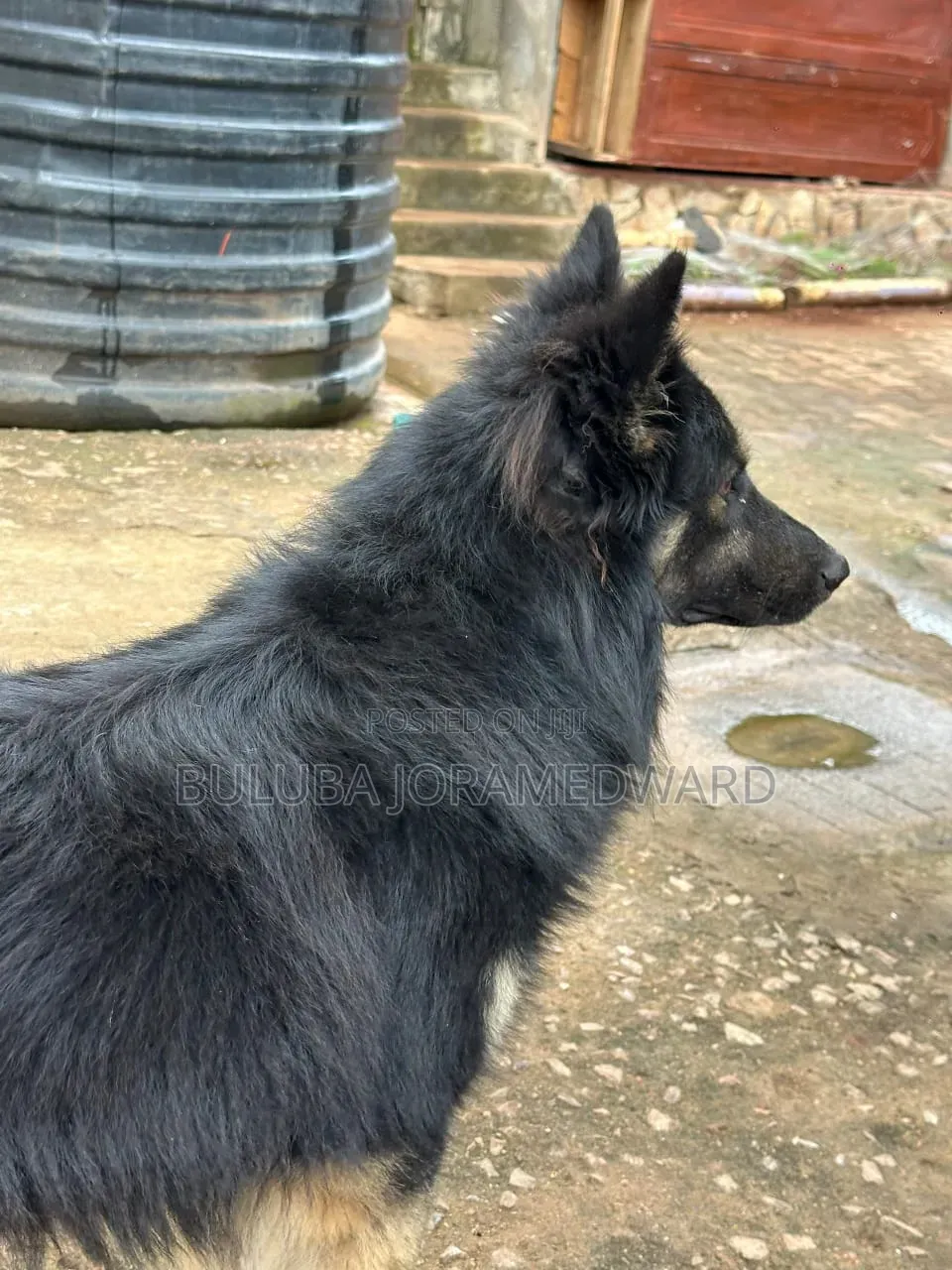 6-12 months Male Purebred German Shepherd