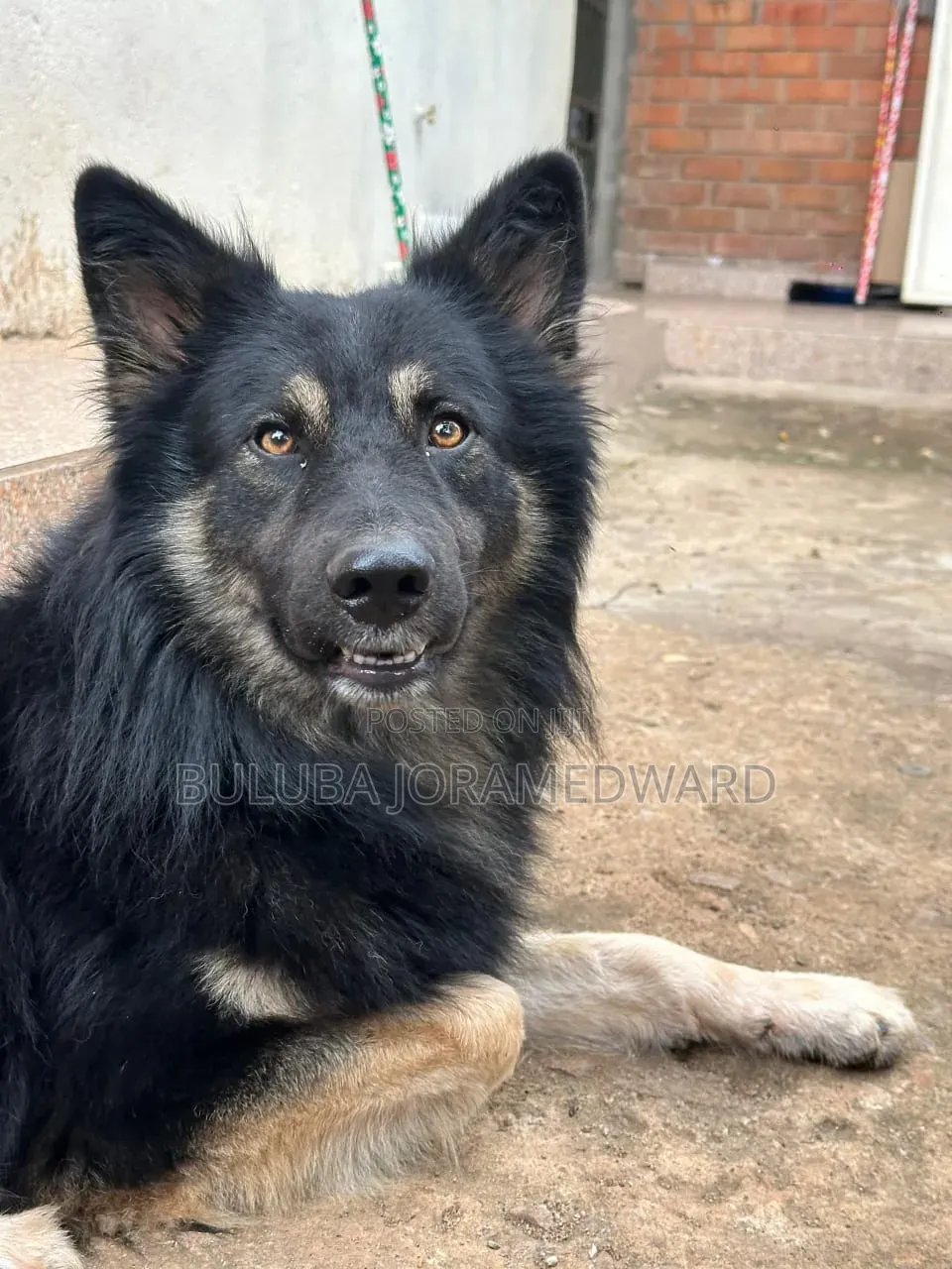 6-12 months Male Purebred German Shepherd