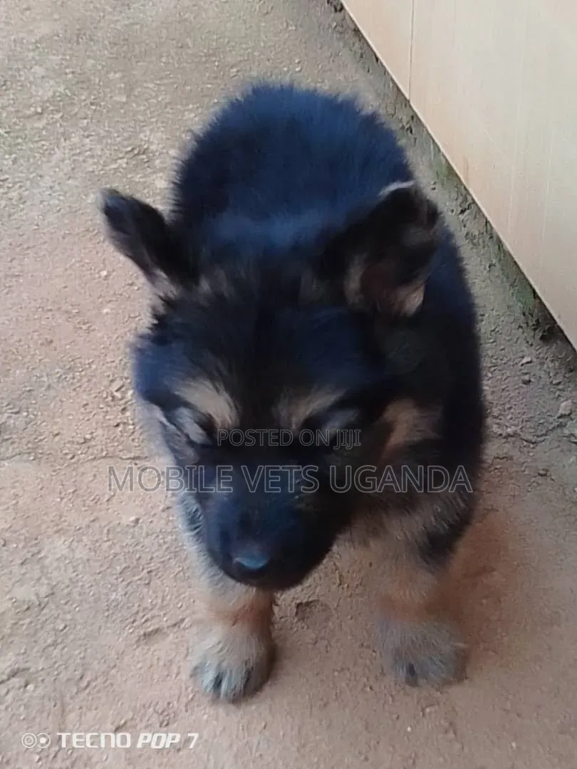 0-1 month Male Purebred German Shepherd