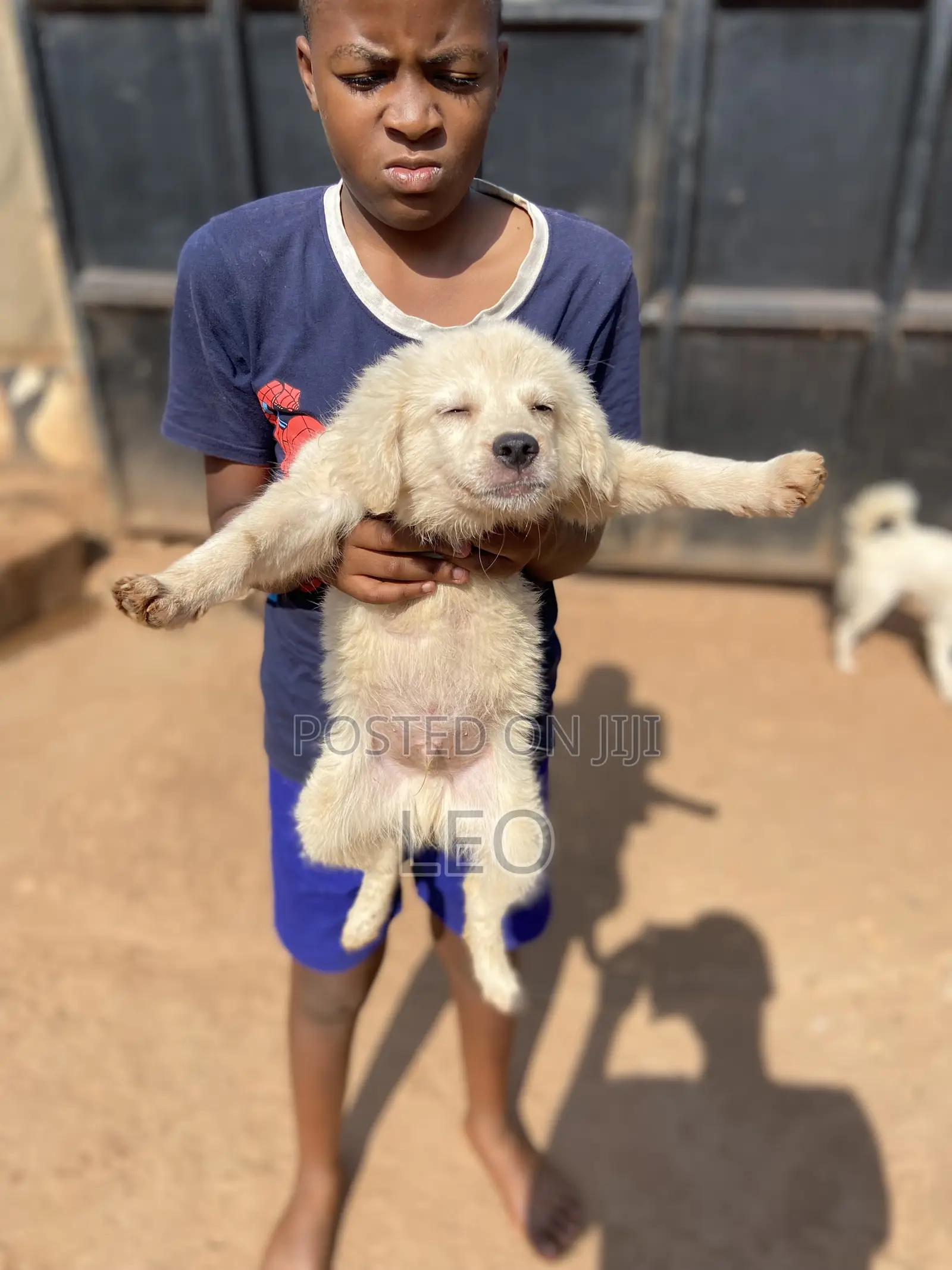 1-3 months Male Mixed Breed Japanese Spitz