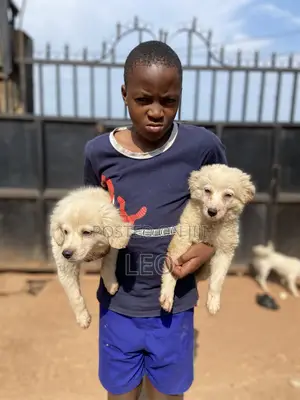 1-3 months Male Mixed Breed Japanese Spitz