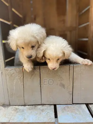 1-3 months Male Mixed Breed Japanese Spitz
