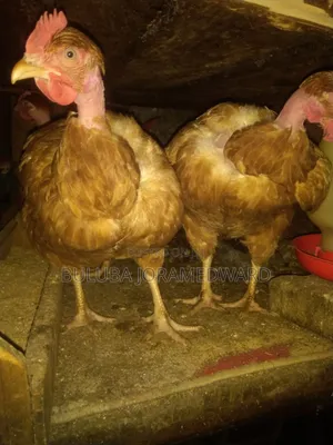 Ssaso Chicken