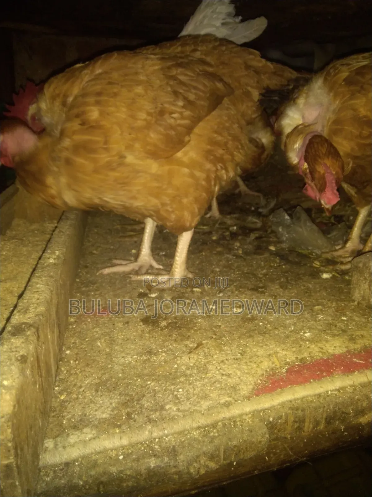 Ssaso Chicken