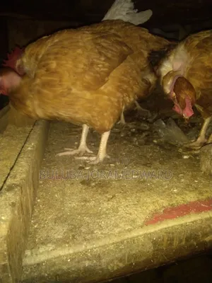 Ssaso Chicken