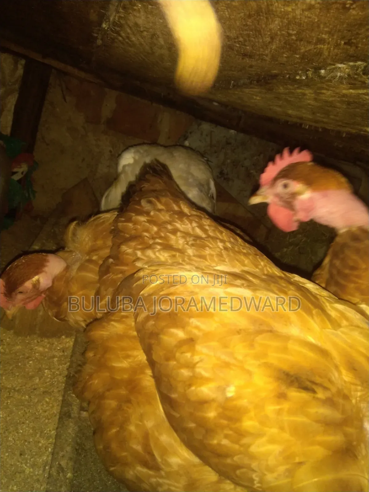 Ssaso Chicken
