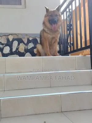 1+ year Male Purebred German Shepherd