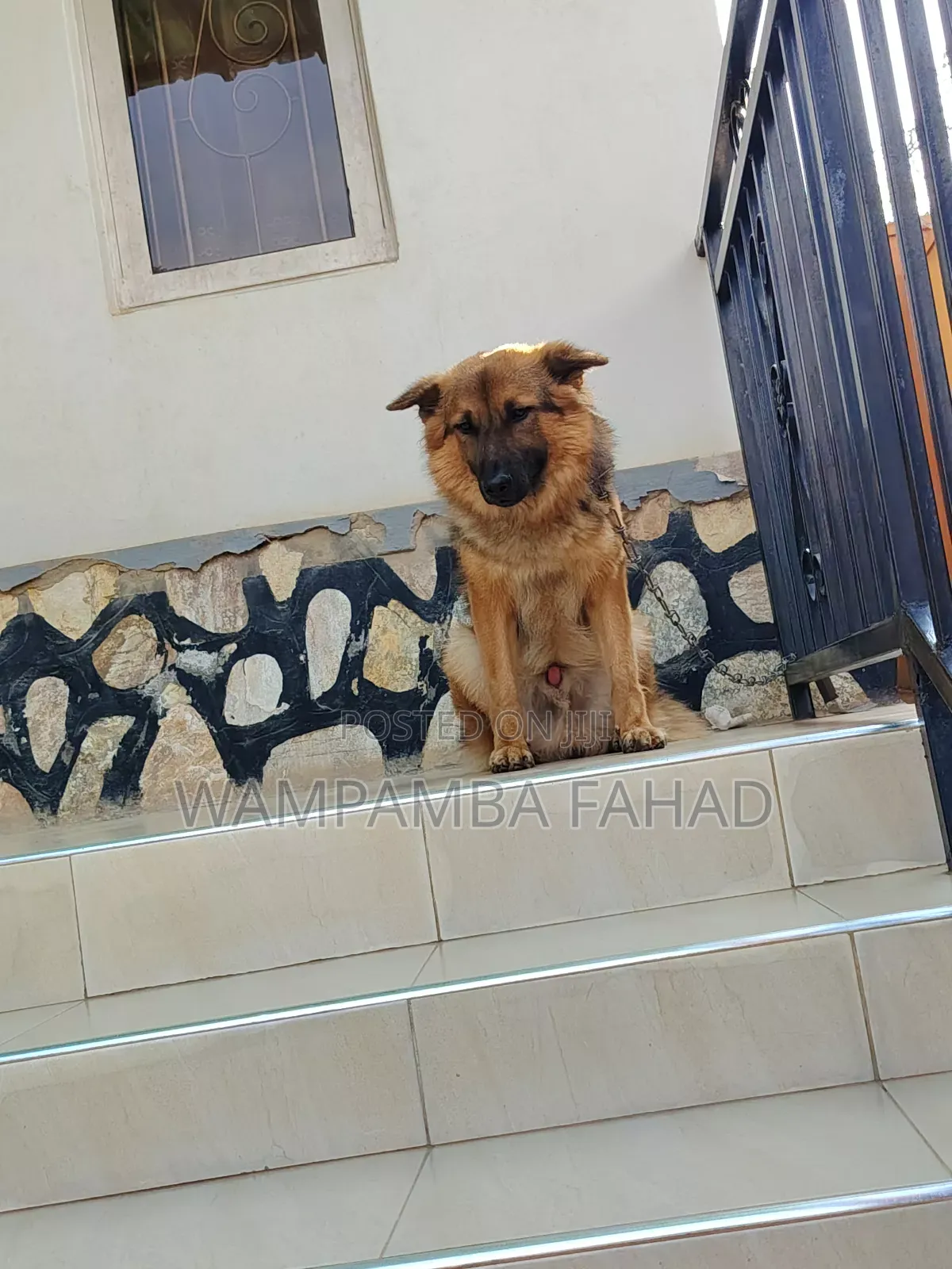 1+ year Male Purebred German Shepherd