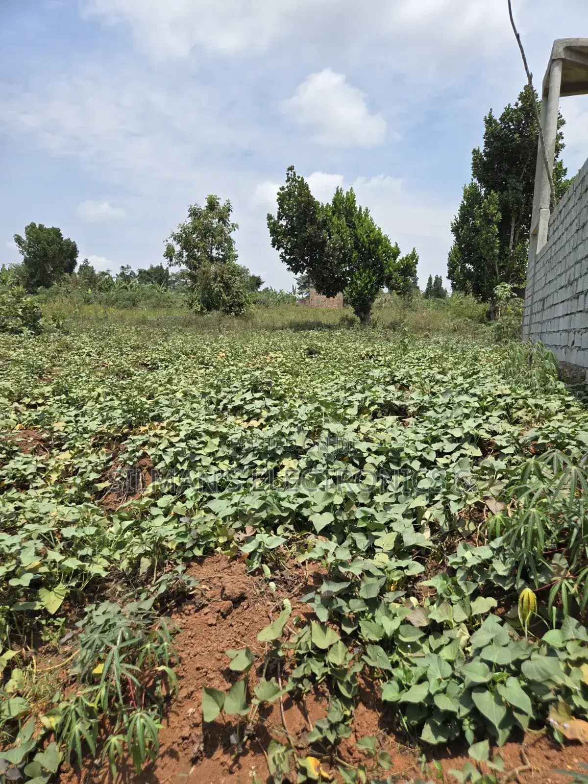 Plot for Sale Titled 100 by 50ft Matugga Ssanga