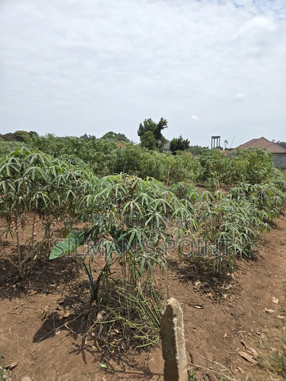Matugga Ssanga Plot 100 by 50ft With Title