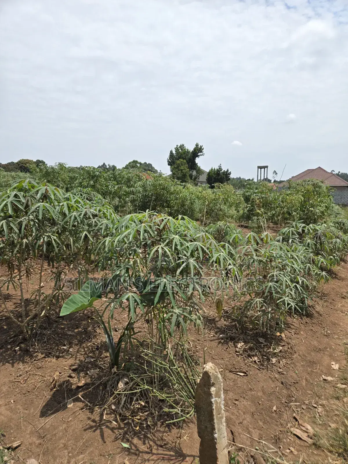 Matugga Ssanga Plot 100 by 50ft With Title