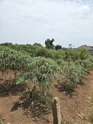 Matugga Ssanga Plot 100 by 50ft With Title