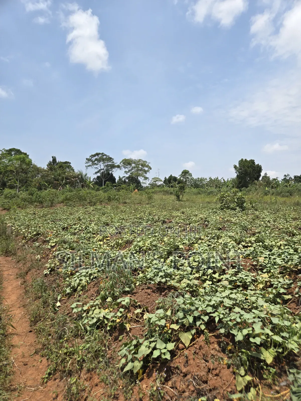Matugga Ssanga Plot 100 by 50ft With Title