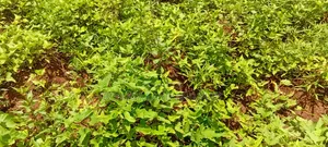 4 Acres of Land_Balawoli Kamuli District, Eastern Uganda at 5m an Acre