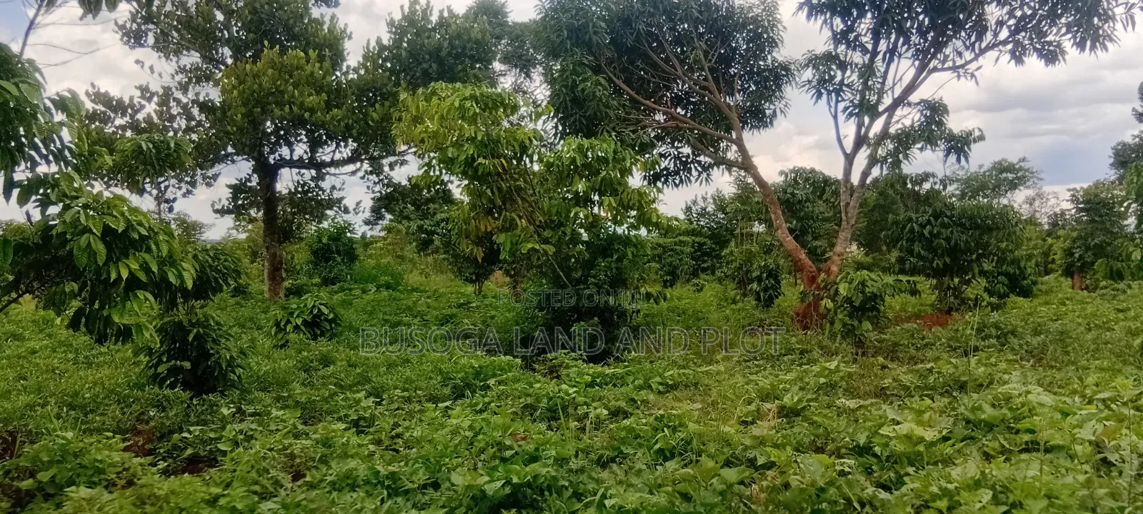 4 Acres of Land_Balawoli Kamuli District, Eastern Uganda at 5m an Acre