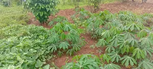 4 Acres of Land_Balawoli Kamuli District, Eastern Uganda at 5m an Acre
