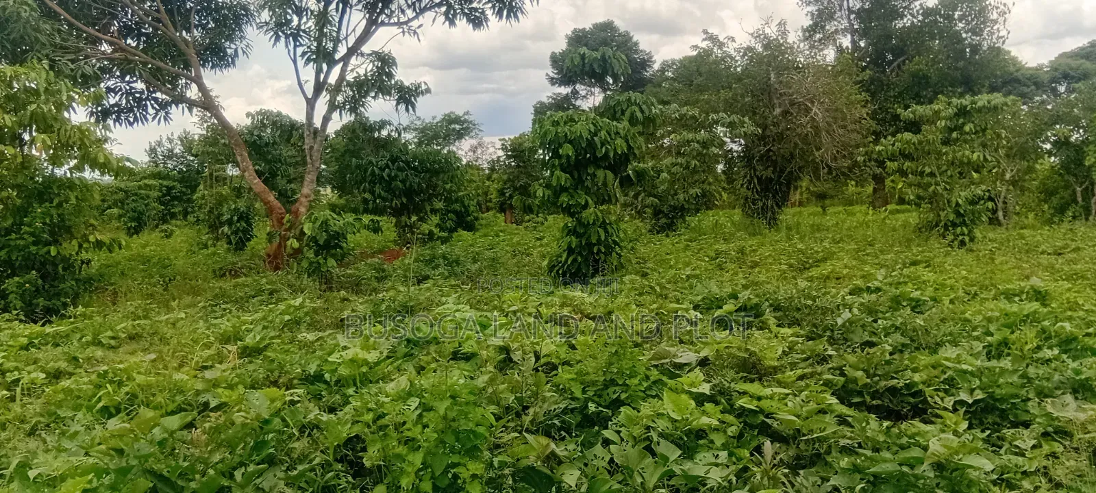 4 Acres of Land_Balawoli Kamuli District, Eastern Uganda at 5m an Acre
