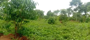 4 Acres of Land_Balawoli Kamuli District, Eastern Uganda at 5m an Acre