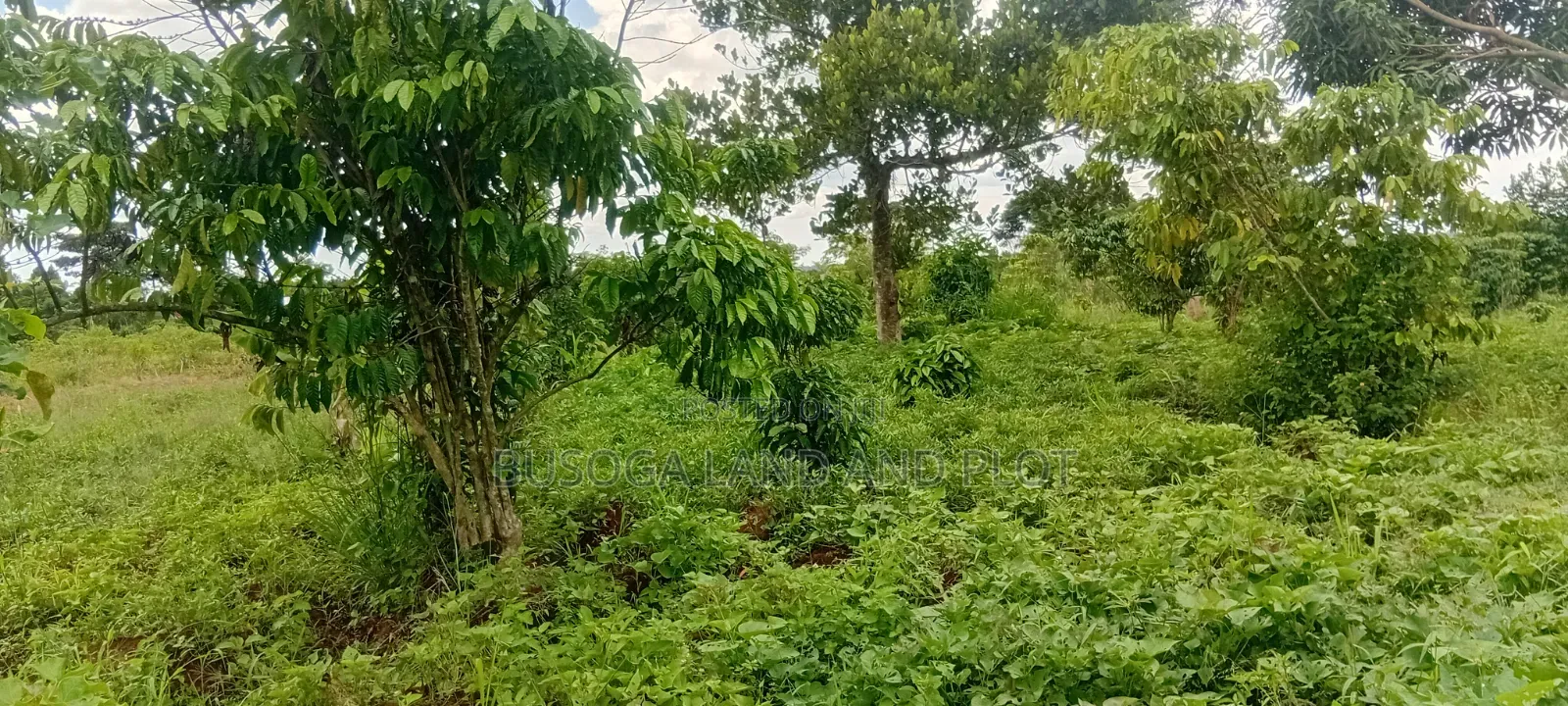 4 Acres of Land_Balawoli Kamuli District, Eastern Uganda at 5m an Acre