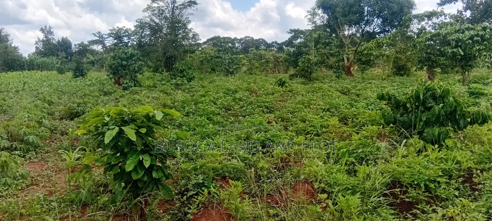 4 Acres of Land_Balawoli Kamuli District, Eastern Uganda at 5m an Acre