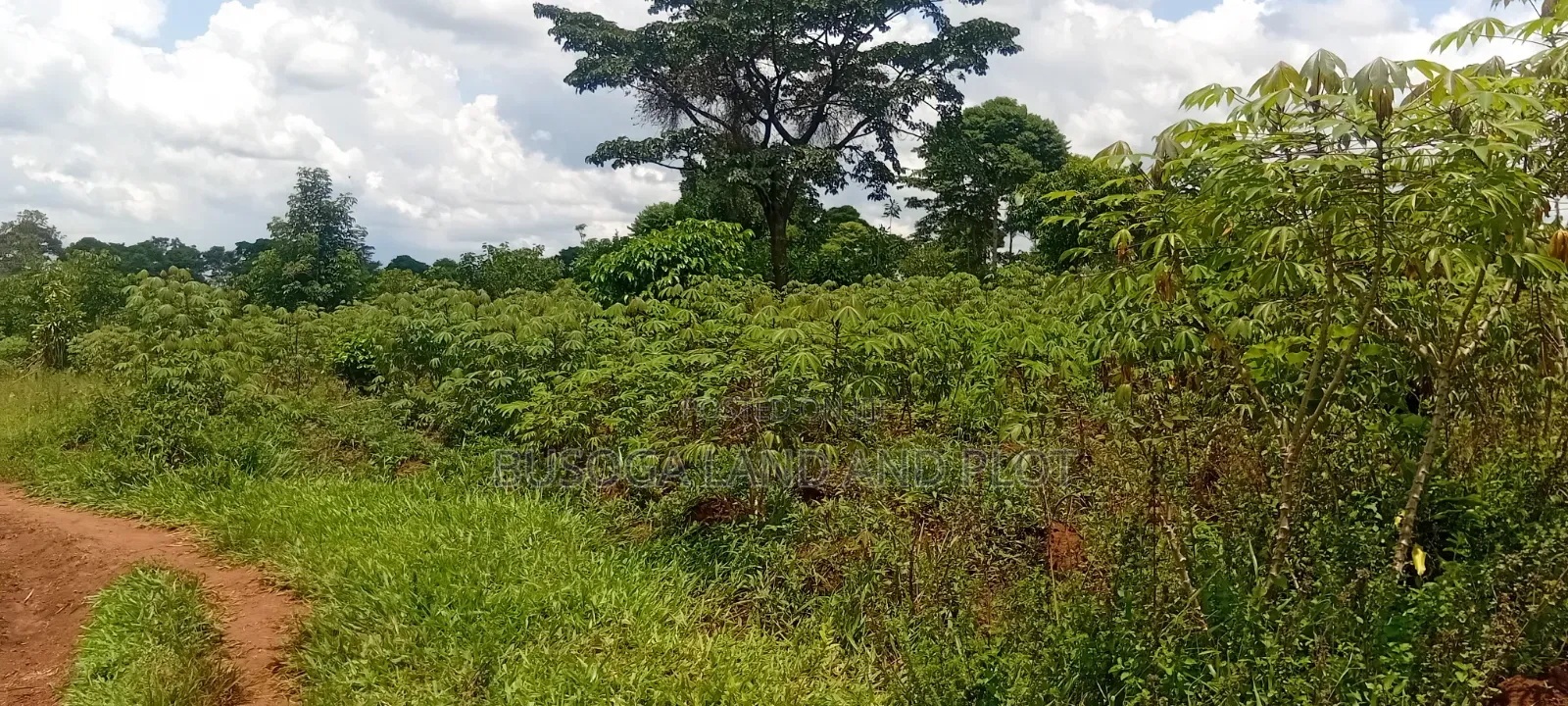 4 Acres of Land_Balawoli Kamuli District, Eastern Uganda at 5m an Acre