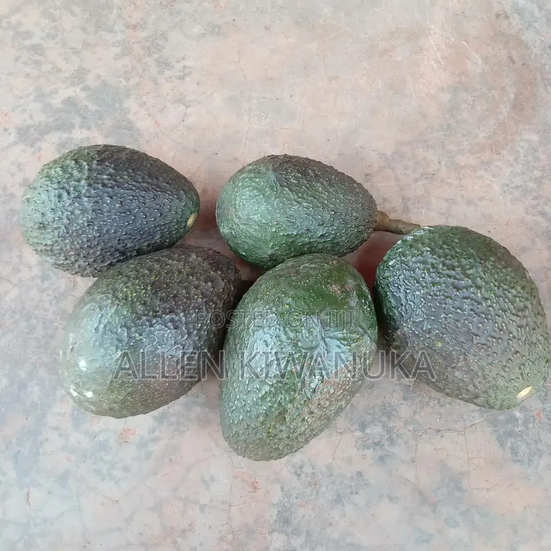 Hass Avocados
