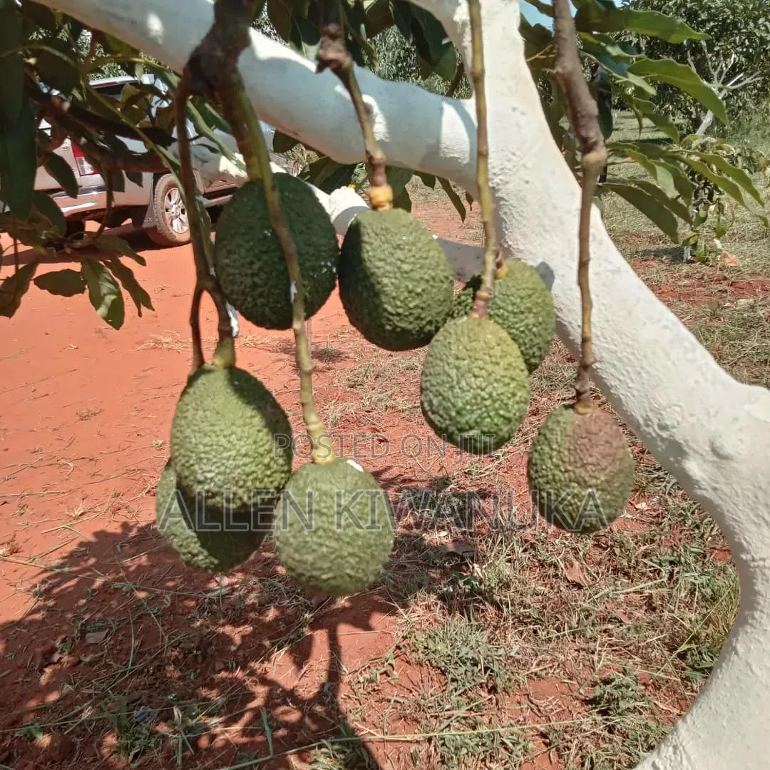 Hass Avocados