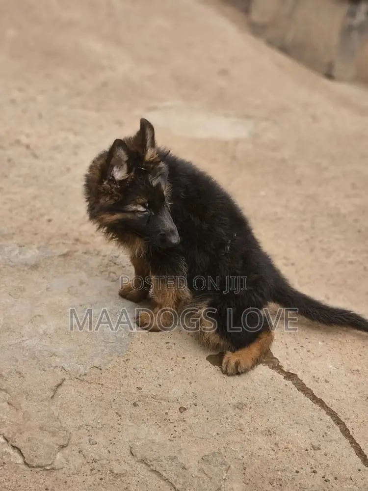 1-3 months Male Purebred German Shepherd