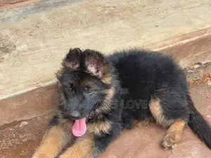 1-3 months Male Purebred German Shepherd