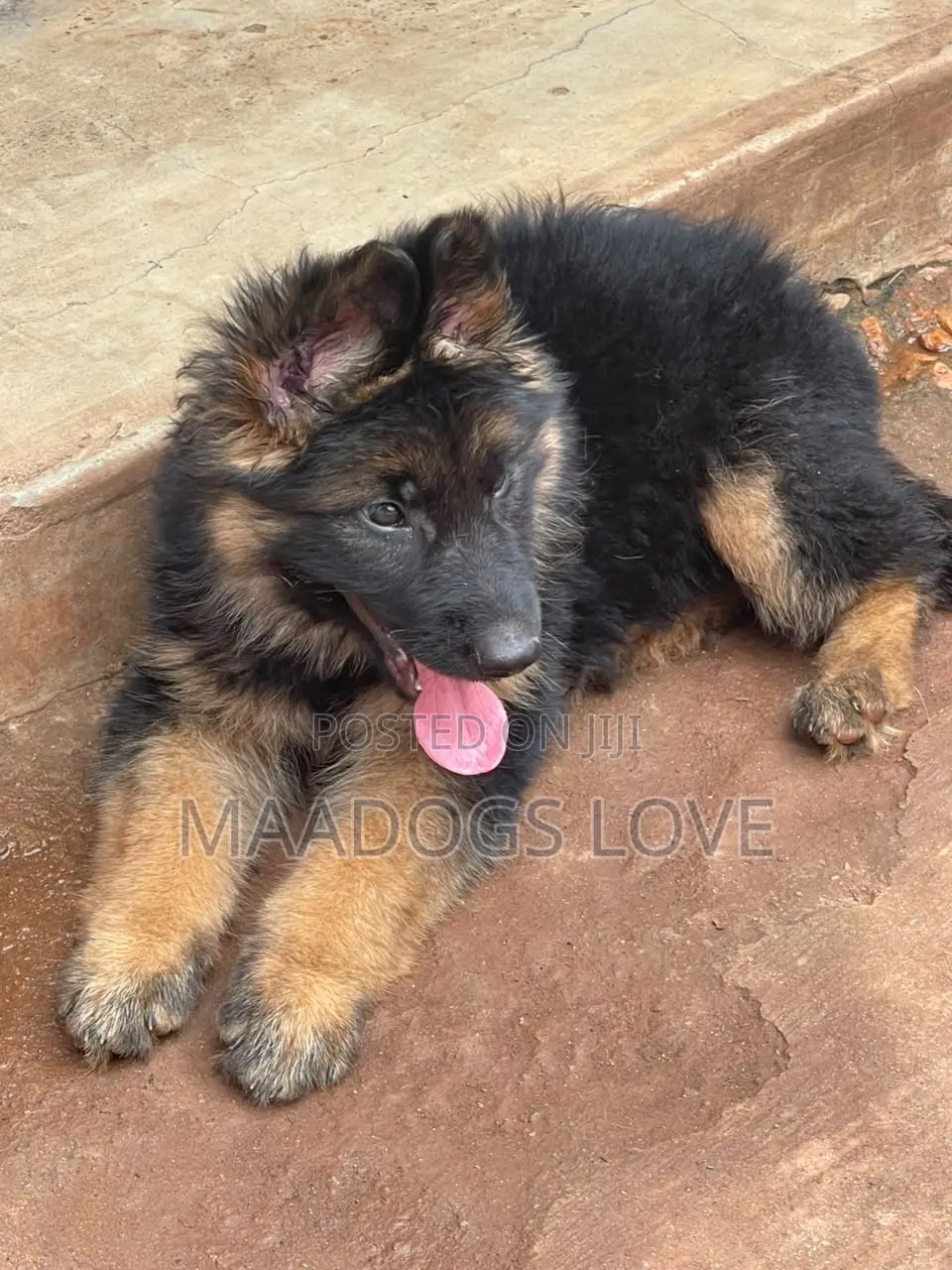1-3 months Male Purebred German Shepherd
