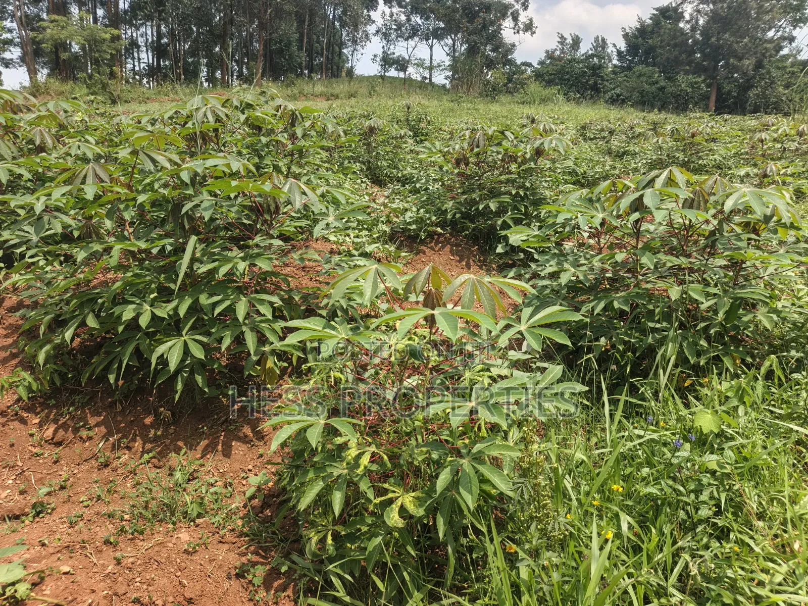 6acres of Land on Sale Located in Kyenjojo-Katooke
