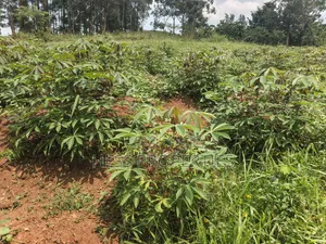 6acres of Land on Sale Located in Kyenjojo-Katooke