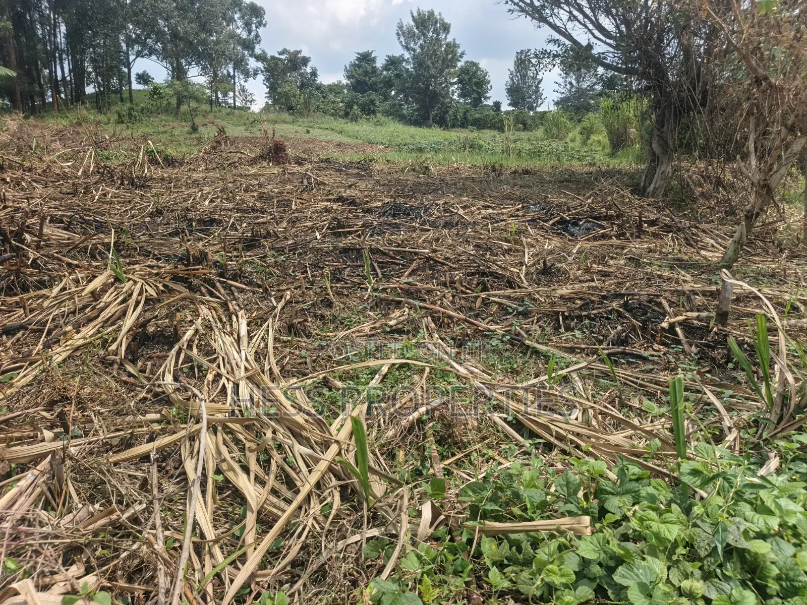 6acres of Land on Sale Located in Kyenjojo-Katooke