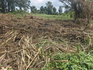 6acres of Land on Sale Located in Kyenjojo-Katooke