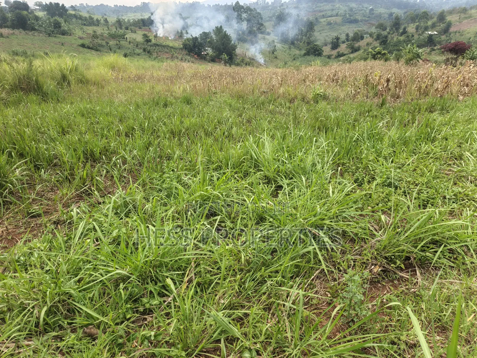 6acres of Land on Sale Located in Kyenjojo-Katooke