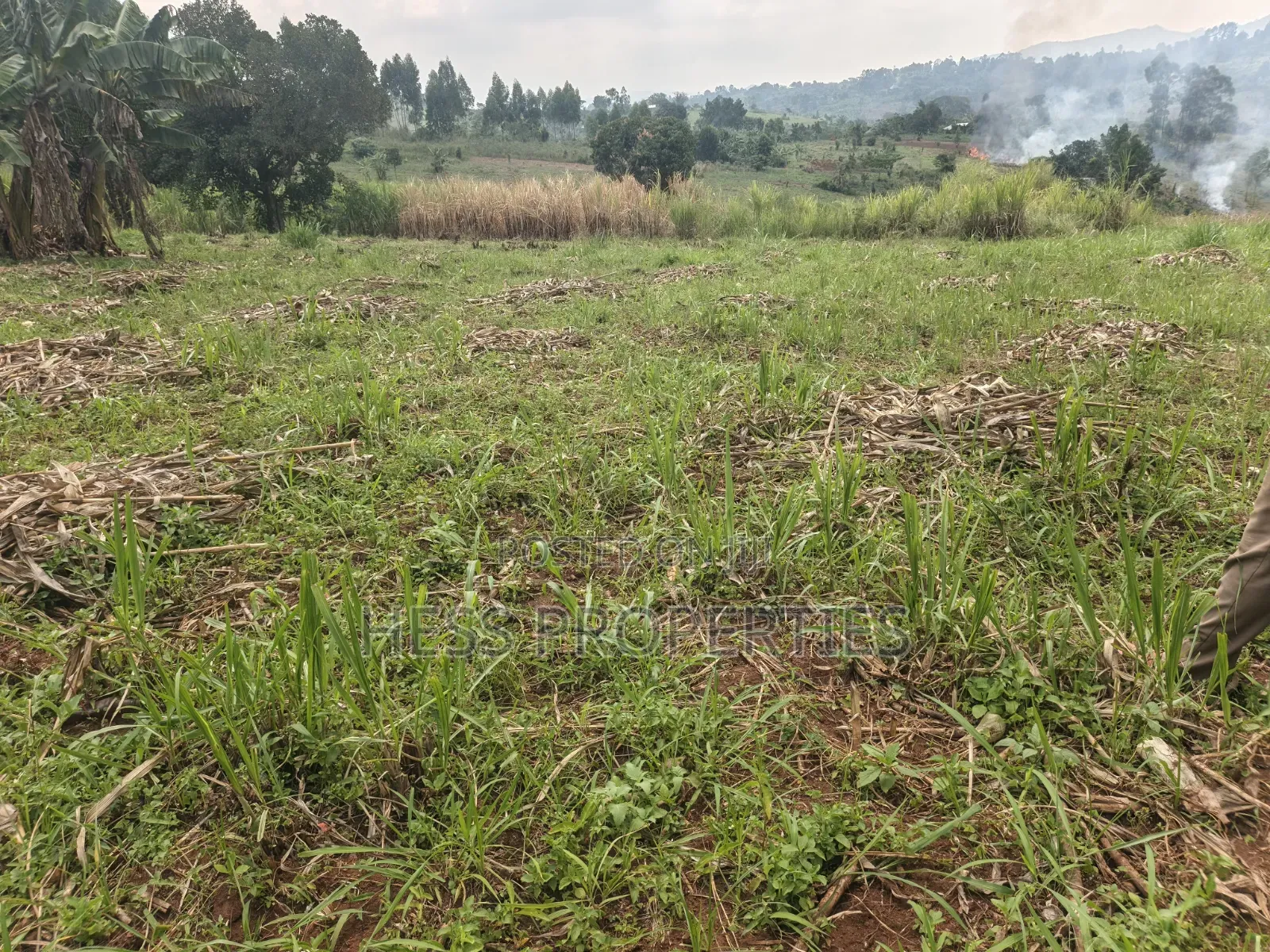 6acres of Land on Sale Located in Kyenjojo-Katooke