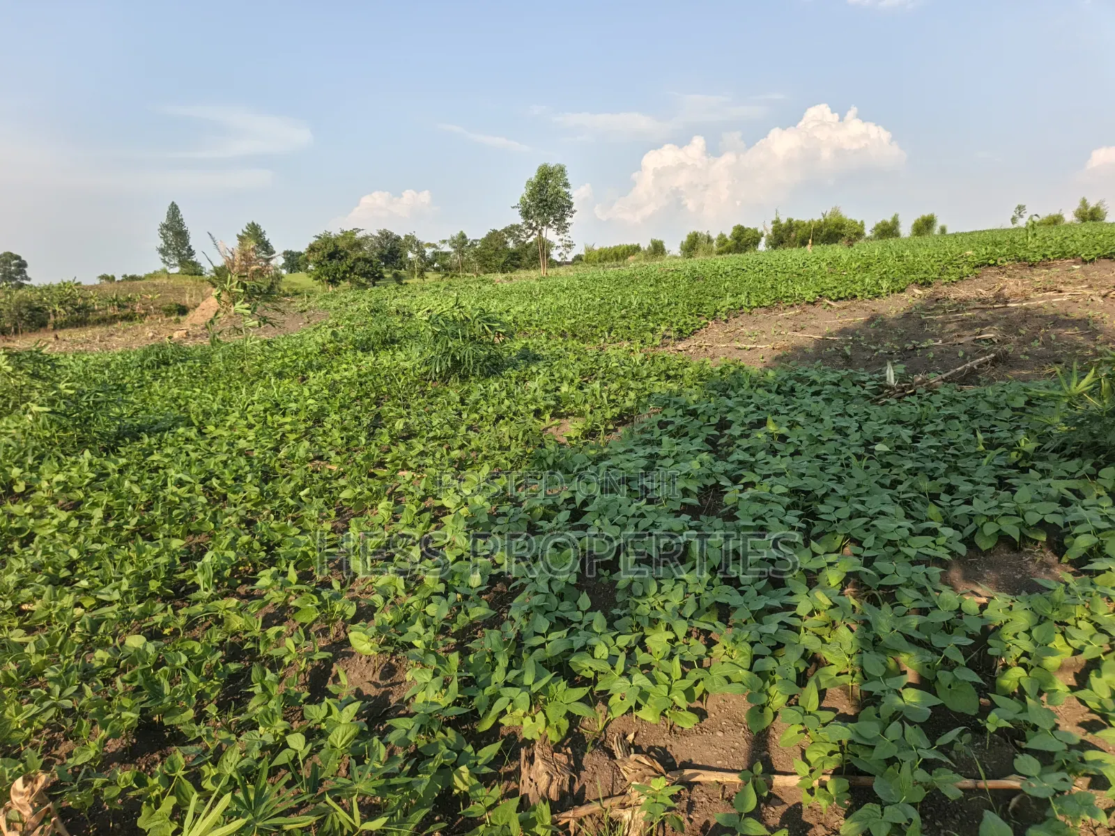 23acres of Agriculture Land on Sale Located in Bufunjo-Kyenjojo