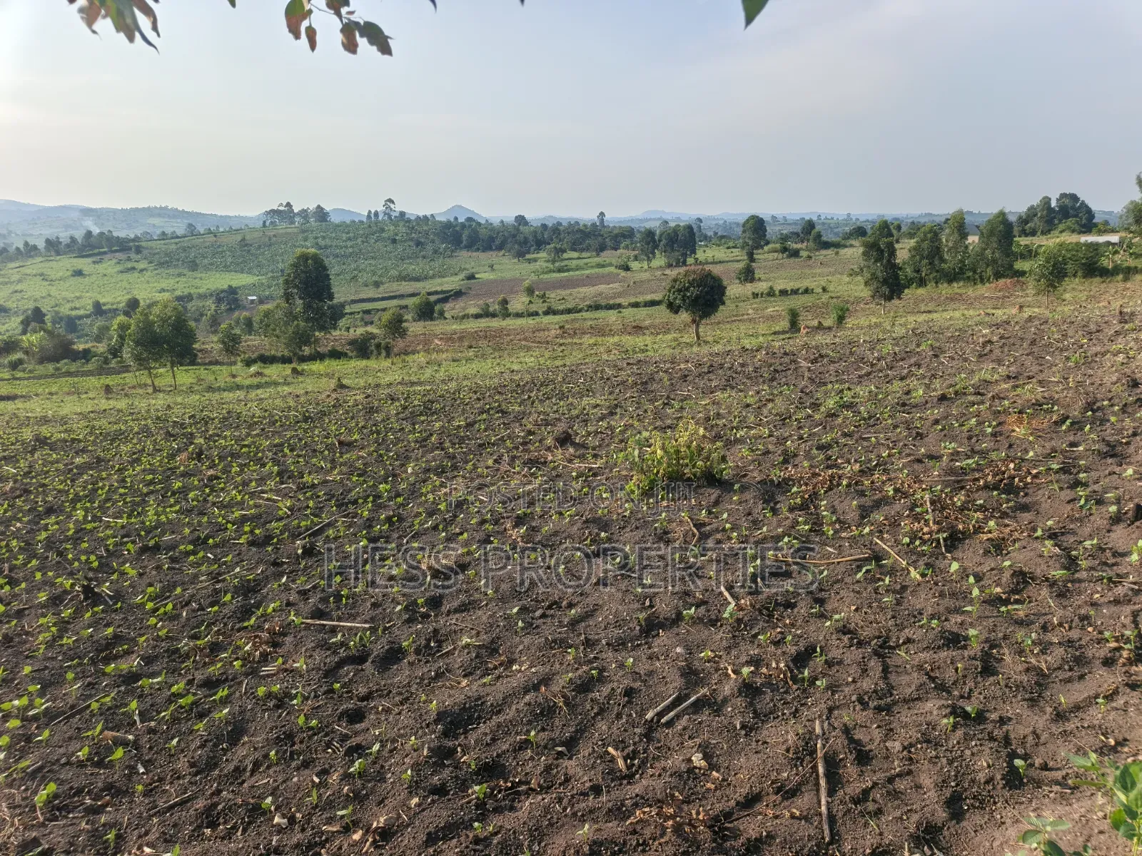 23acres of Agriculture Land on Sale Located in Bufunjo-Kyenjojo