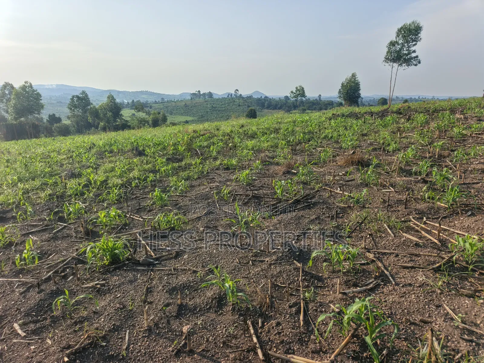 23acres of Agriculture Land on Sale Located in Bufunjo-Kyenjojo
