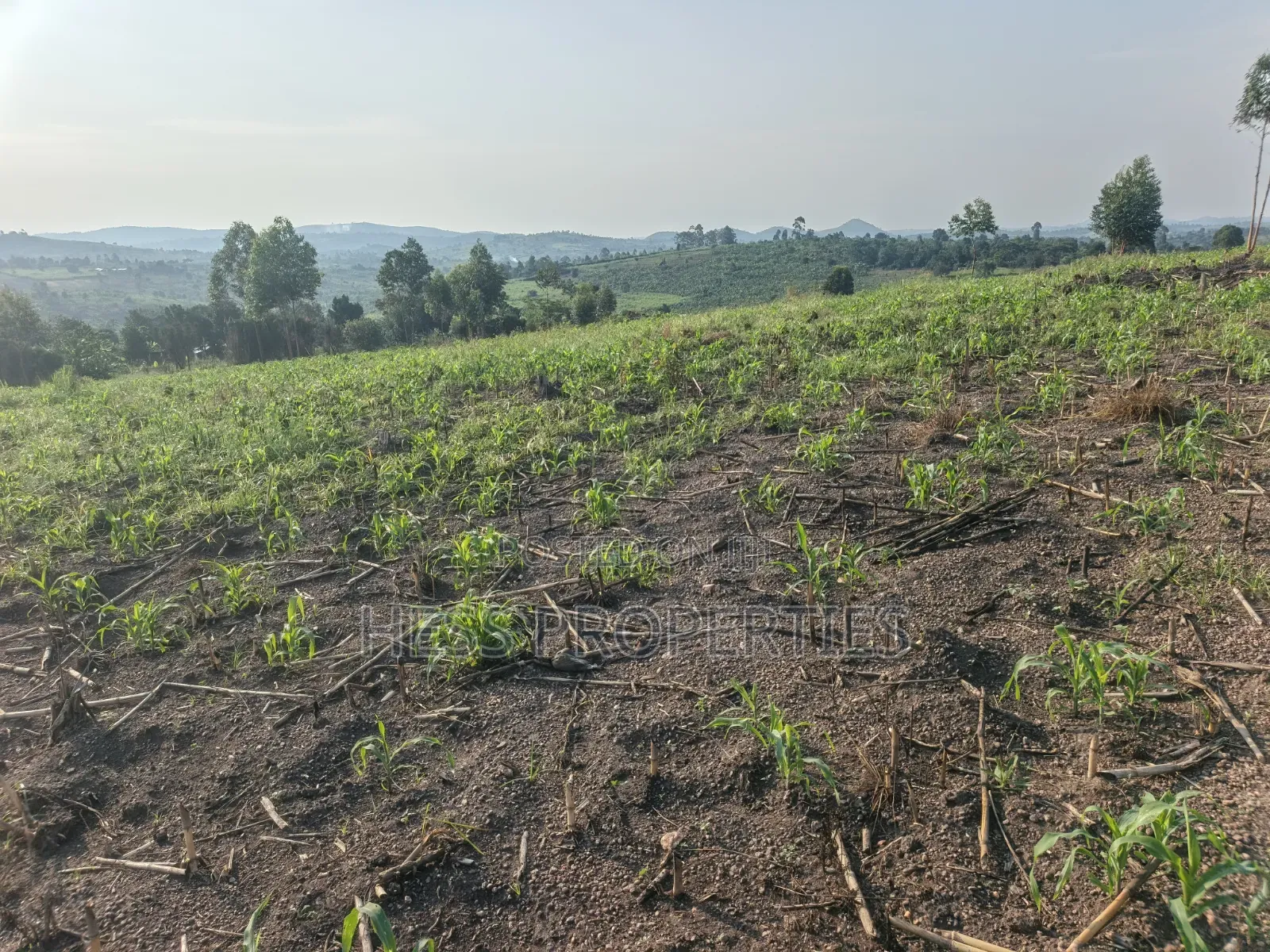 23acres of Agriculture Land on Sale Located in Bufunjo-Kyenjojo