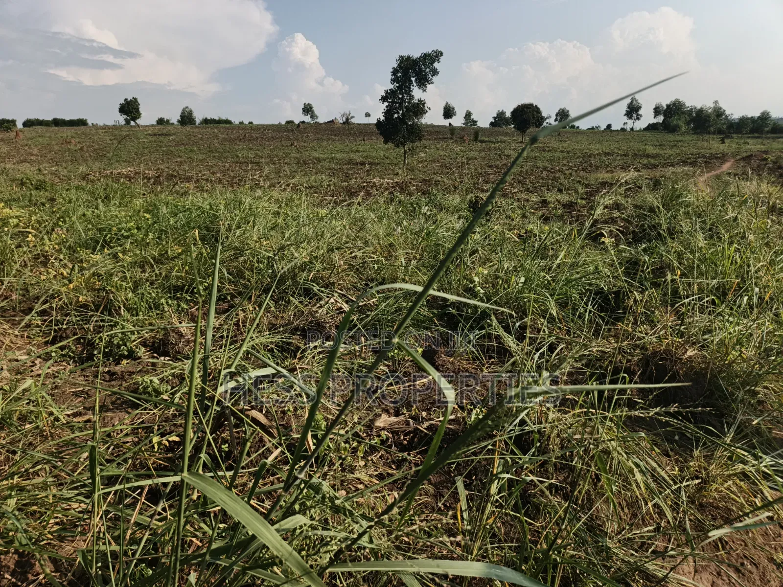 23acres of Agriculture Land on Sale Located in Bufunjo-Kyenjojo