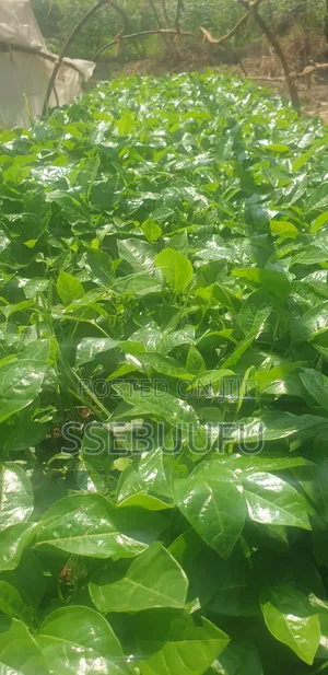 Passion Fruit Seedlings Upf12