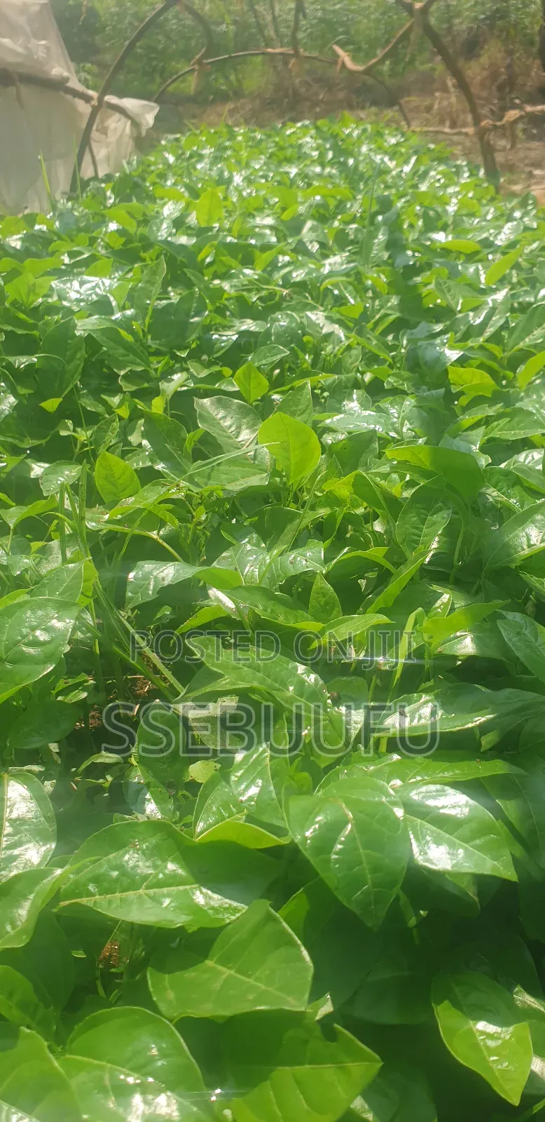 Passion Fruit Seedlings Upf12