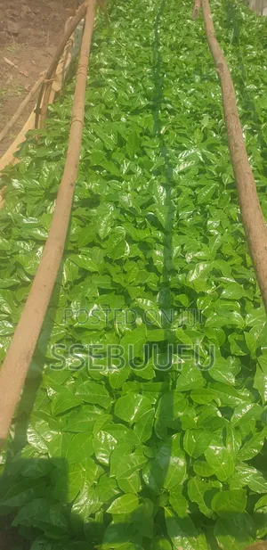 Passion Fruit Seedlings Upf12