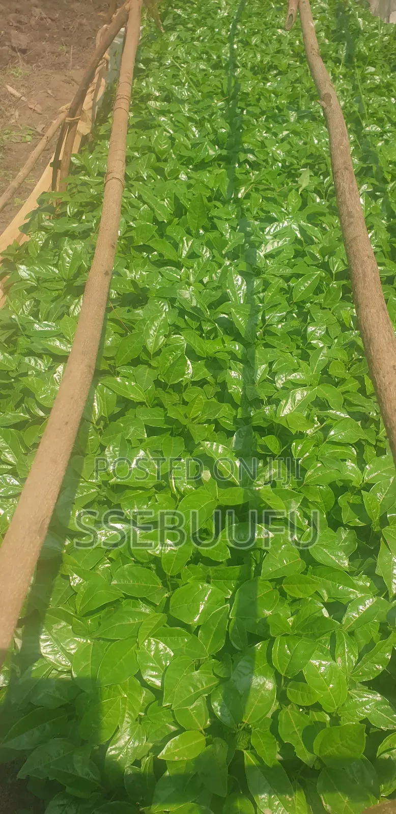 Passion Fruit Seedlings Upf12