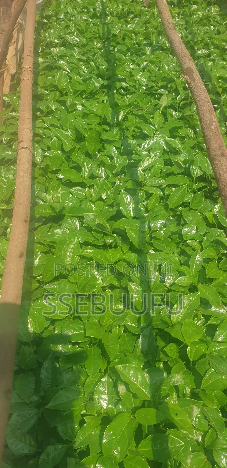Passion Fruit Seedlings Upf12
