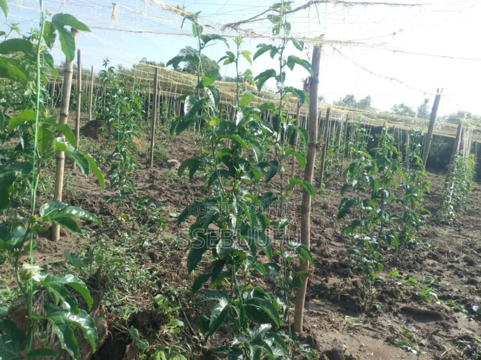 Passion Fruit Seedlings Upf12
