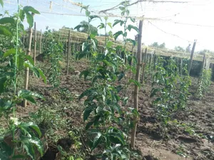 Passion Fruit Seedlings Upf12