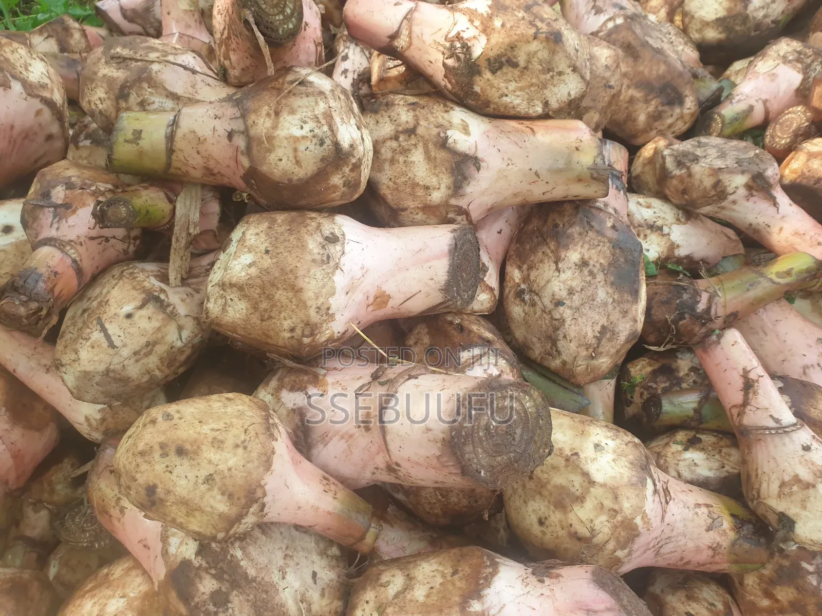 Banana Surckers Local Breed